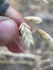 Bromus briziformis