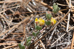 Acmispon decumbens davidsonii