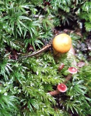 Desmognathus carolinensis