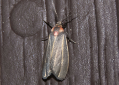 Haematomis uniformis