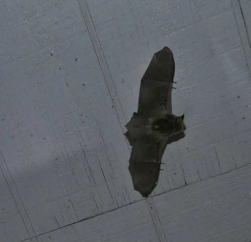 Southwestern Myotis