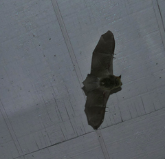 Myotis auriculus