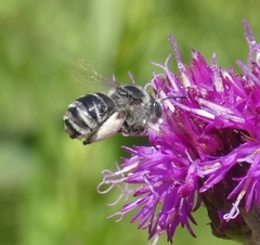 Melissodes denticulatus