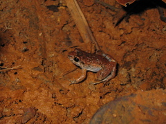 Adenomera hylaedactyla