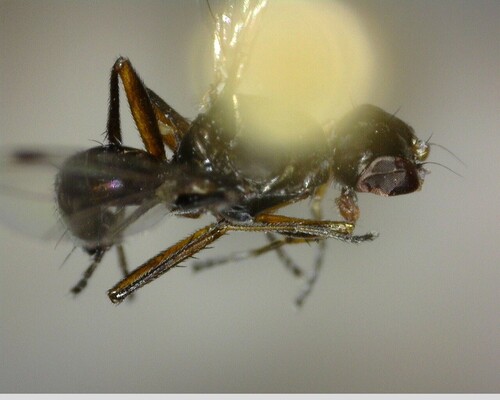iNaturalist observation photo of Sepsis