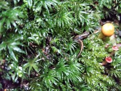 Desmognathus carolinensis