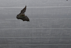 Myotis auriculus