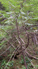 Pseudopanax crassifolius