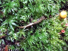 Desmognathus carolinensis