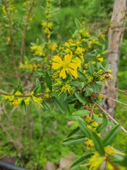 Heimia salicifolia