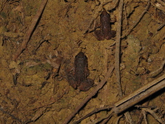 Adenomera hylaedactyla