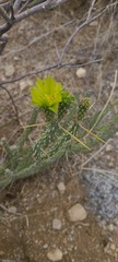Cylindropuntia tesajo