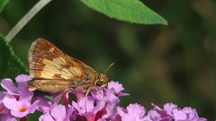 Polites peckius