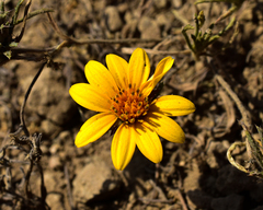 Chaetanthera multicaulis