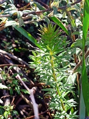 Platysace stephensonii