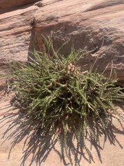 Ivesia sabulosa