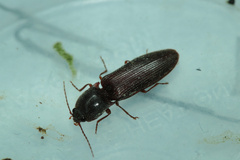 Hemicrepidius bilobatus