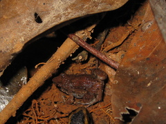 Adenomera hylaedactyla