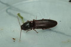 Hemicrepidius bilobatus