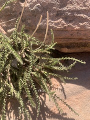 Ivesia sabulosa