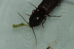Hemicrepidius bilobatus