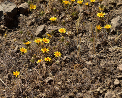 Chaetanthera multicaulis