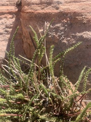 Ivesia sabulosa