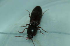 Hemicrepidius bilobatus