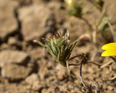 Chaetanthera multicaulis