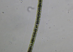 Hyalotheca