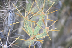 Cylindropuntia tesajo