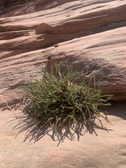 Ivesia sabulosa