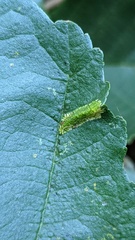 Phyllonorycter rajella