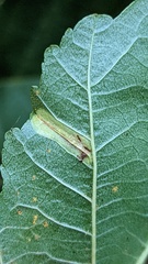 Phyllonorycter rajella