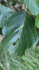 Phyllonorycter rajella