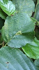 Phyllonorycter rajella