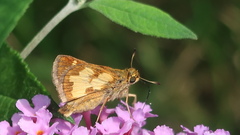 Polites peckius