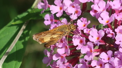 Polites peckius