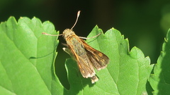 Polites peckius