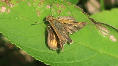 Polites peckius