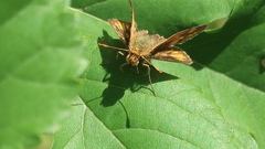 Polites peckius
