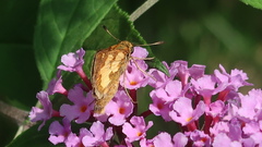 Polites peckius
