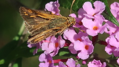 Polites peckius