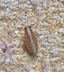Muellerianella
