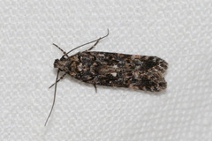 Teleiopsis diffinis