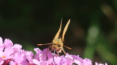 Polites peckius