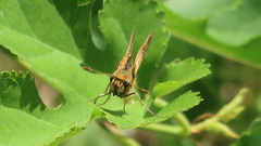 Polites peckius