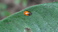 Hippodamia variegata