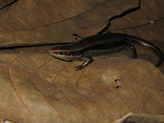 Copeoglossum nigropunctatum