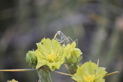 Litaneutria ocularis